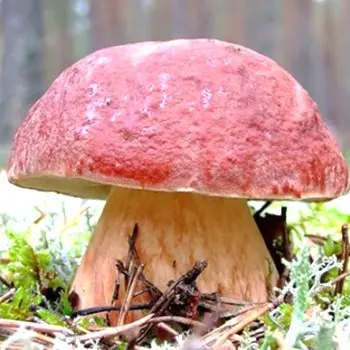 Cultivation of porcini mushrooms at their summer cottage