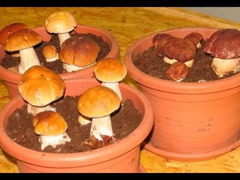 Cultivation of porcini mushrooms at their summer cottage