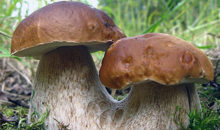 Cultivation of porcini mushrooms at their summer cottage