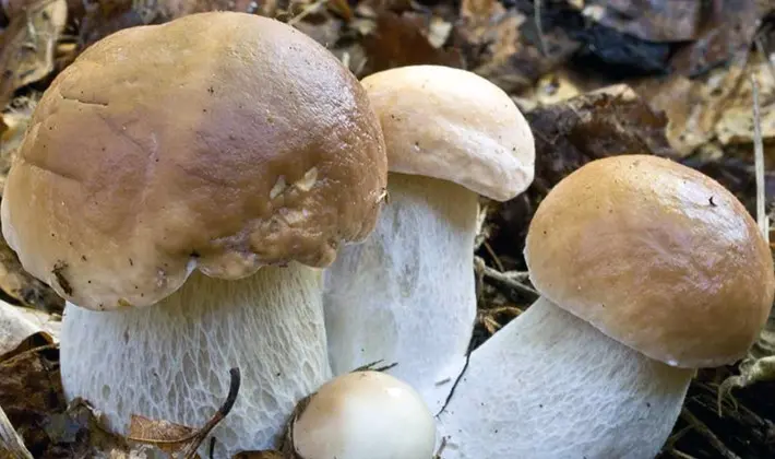 Cultivation of porcini mushrooms at their summer cottage