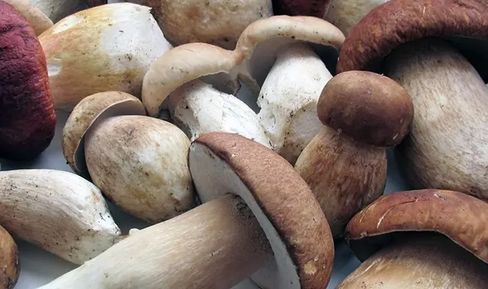 Cultivation of porcini mushrooms at their summer cottage