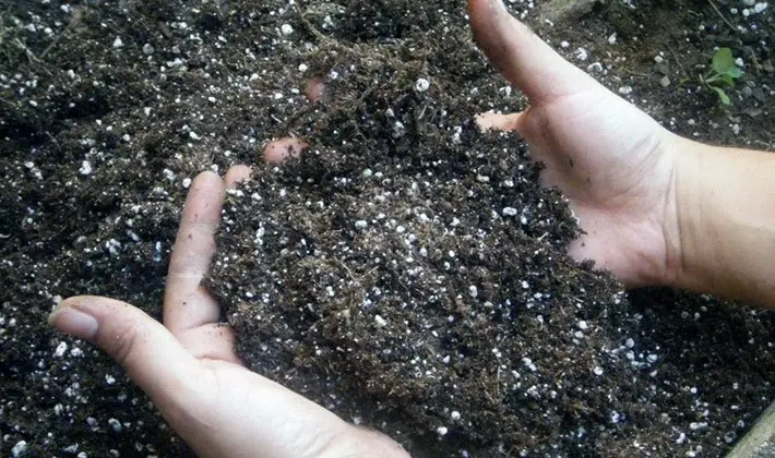 Cultivation of porcini mushrooms at their summer cottage