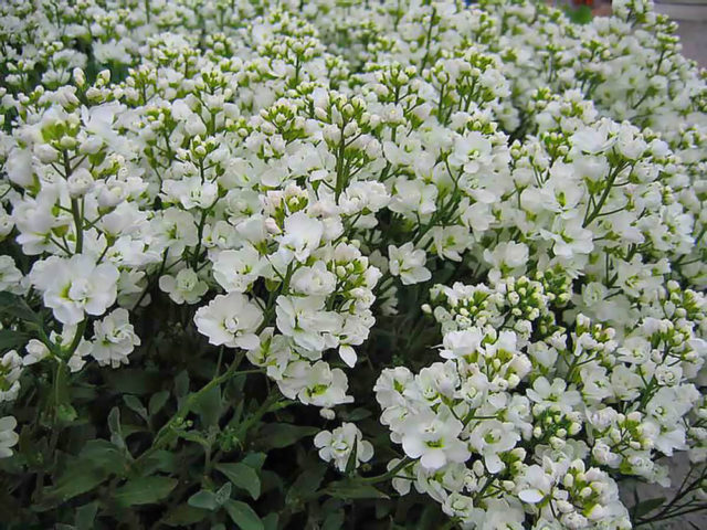 Cultivation of the Caucasian rezuha of their seeds