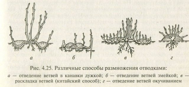 Cultivation of the Caucasian rezuha of their seeds