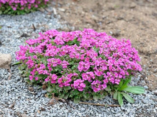 Cultivation of the Caucasian rezuha of their seeds