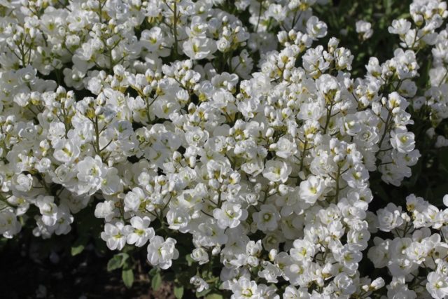 Cultivation of the Caucasian rezuha of their seeds