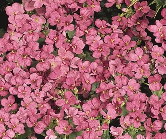Cultivation of the Caucasian rezuha of their seeds