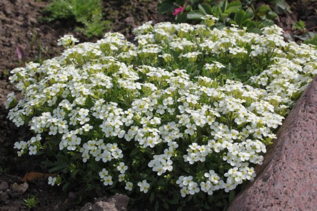 Cultivation of the Caucasian rezuha of their seeds