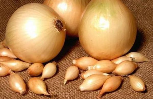 Cupid&#8217;s onion: varietal characteristics, pros and cons, yield + rules for planting and growing crops