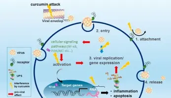 Curcumin has an antiviral effect