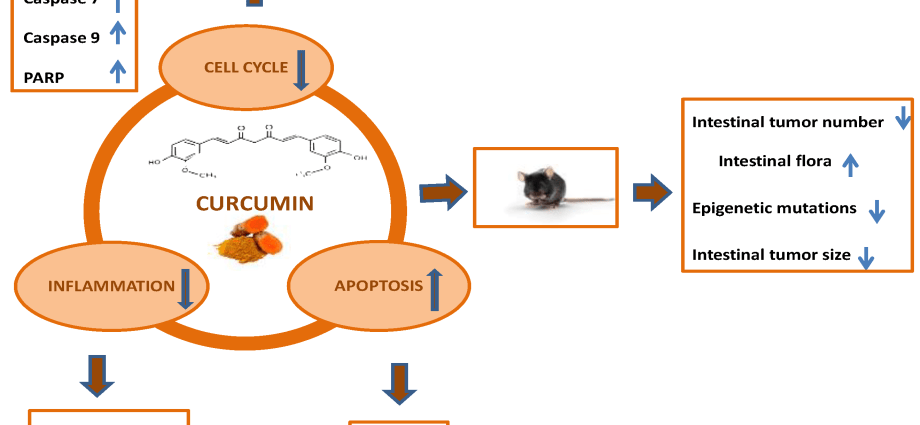 Curcumin prevents metastasis of colorectal cancer