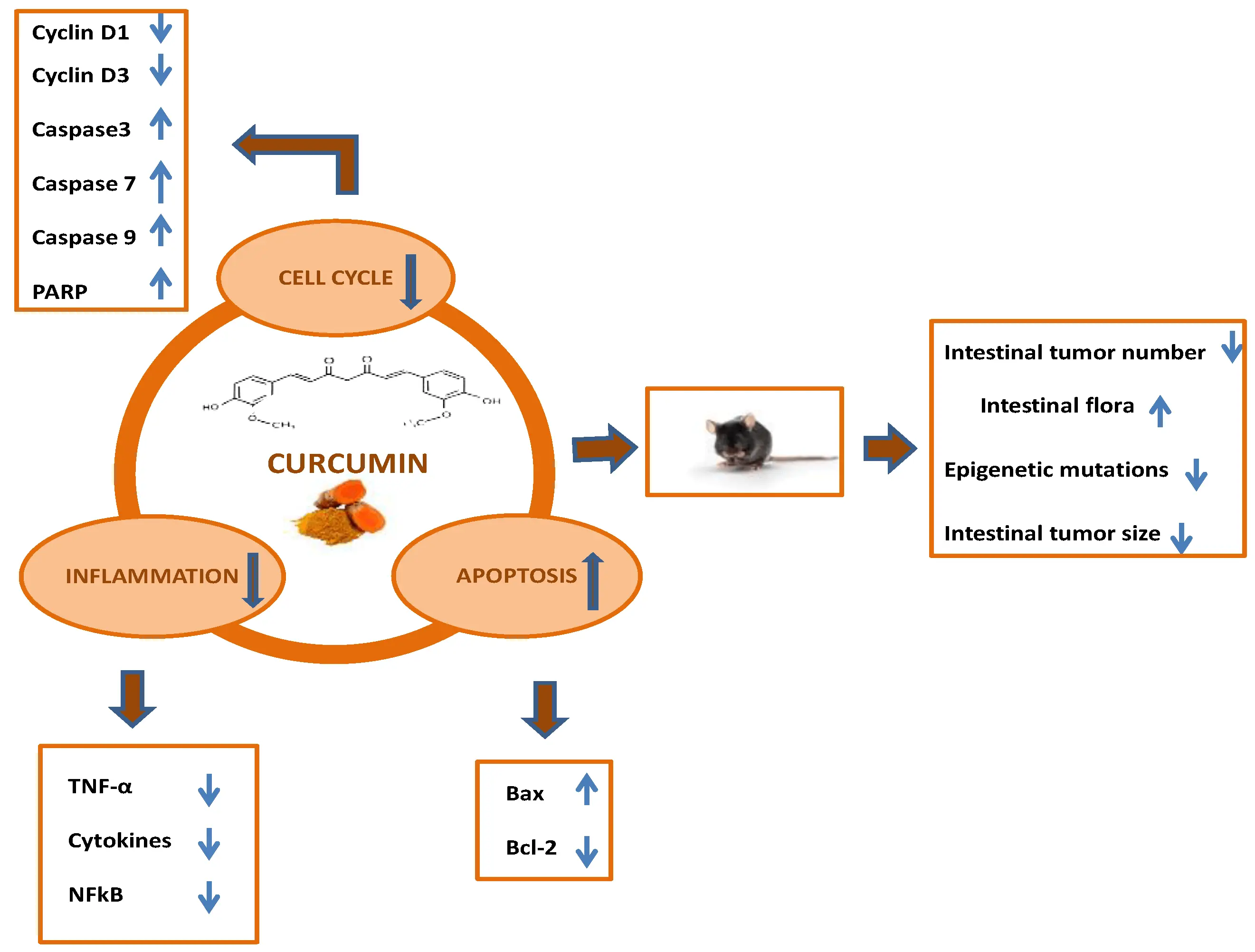 Curcumin prevents metastasis of colorectal cancer