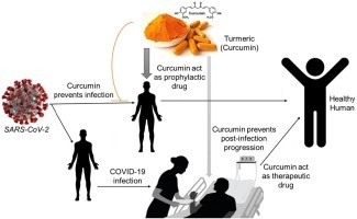 Curcumin protects against infections