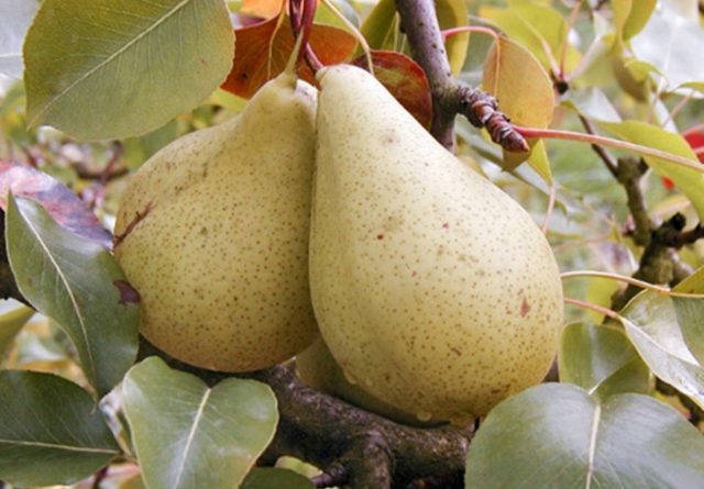 Cure pear variety: photo and description