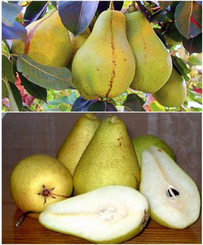 Cure pear variety: photo and description