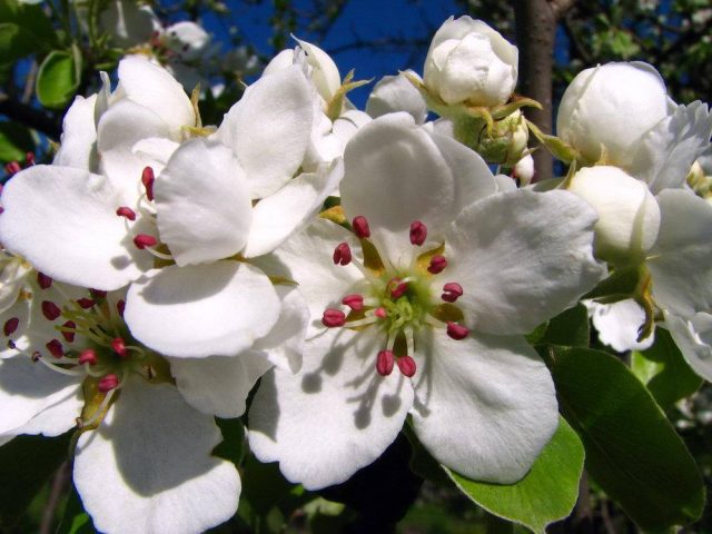 Cure pear variety: photo and description