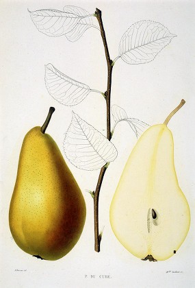 Cure pear variety: photo and description