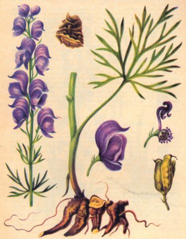 Curly aconite: photo and description