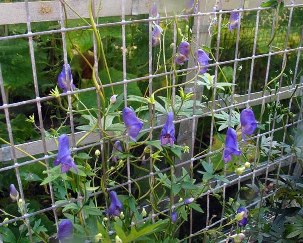 Curly aconite: photo and description