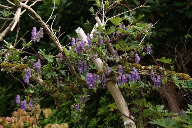 Curly aconite: photo and description