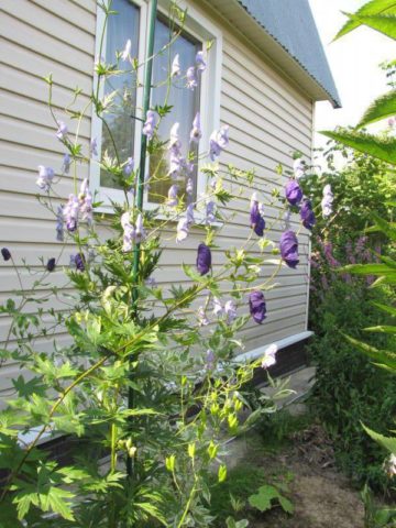 Curly aconite: photo and description