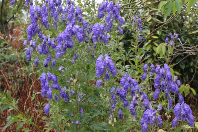 Curly aconite: photo and description