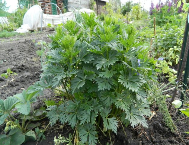 Curly aconite: photo and description