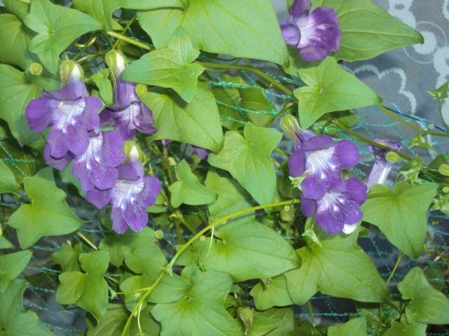 Curly annual flowers