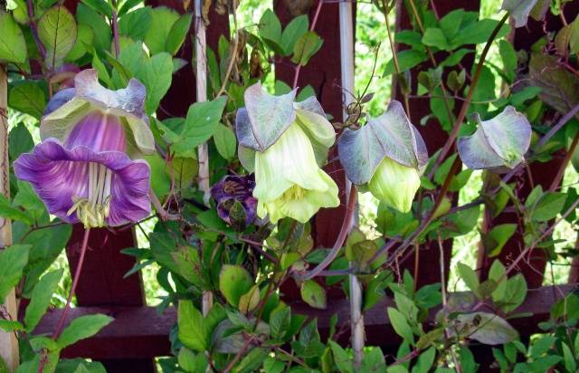 Curly annual flowers