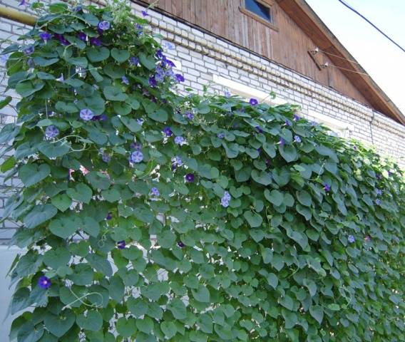 Curly annual flowers