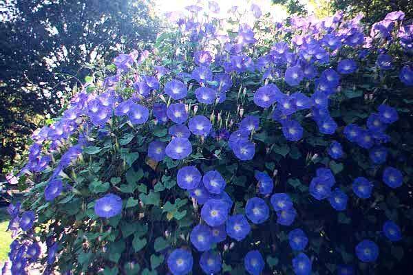 Curly annual flowers