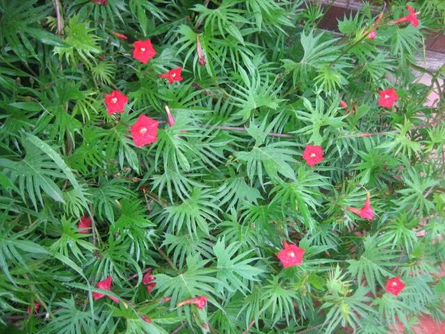 Curly annual flowers