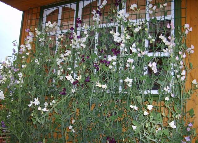 Curly annual flowers