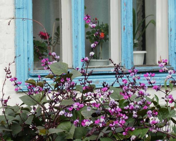 Curly annual flowers