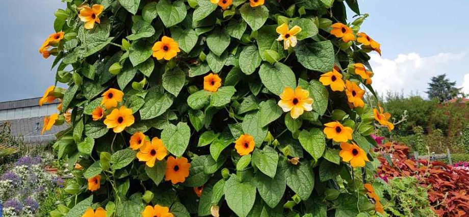 Curly annual flowers