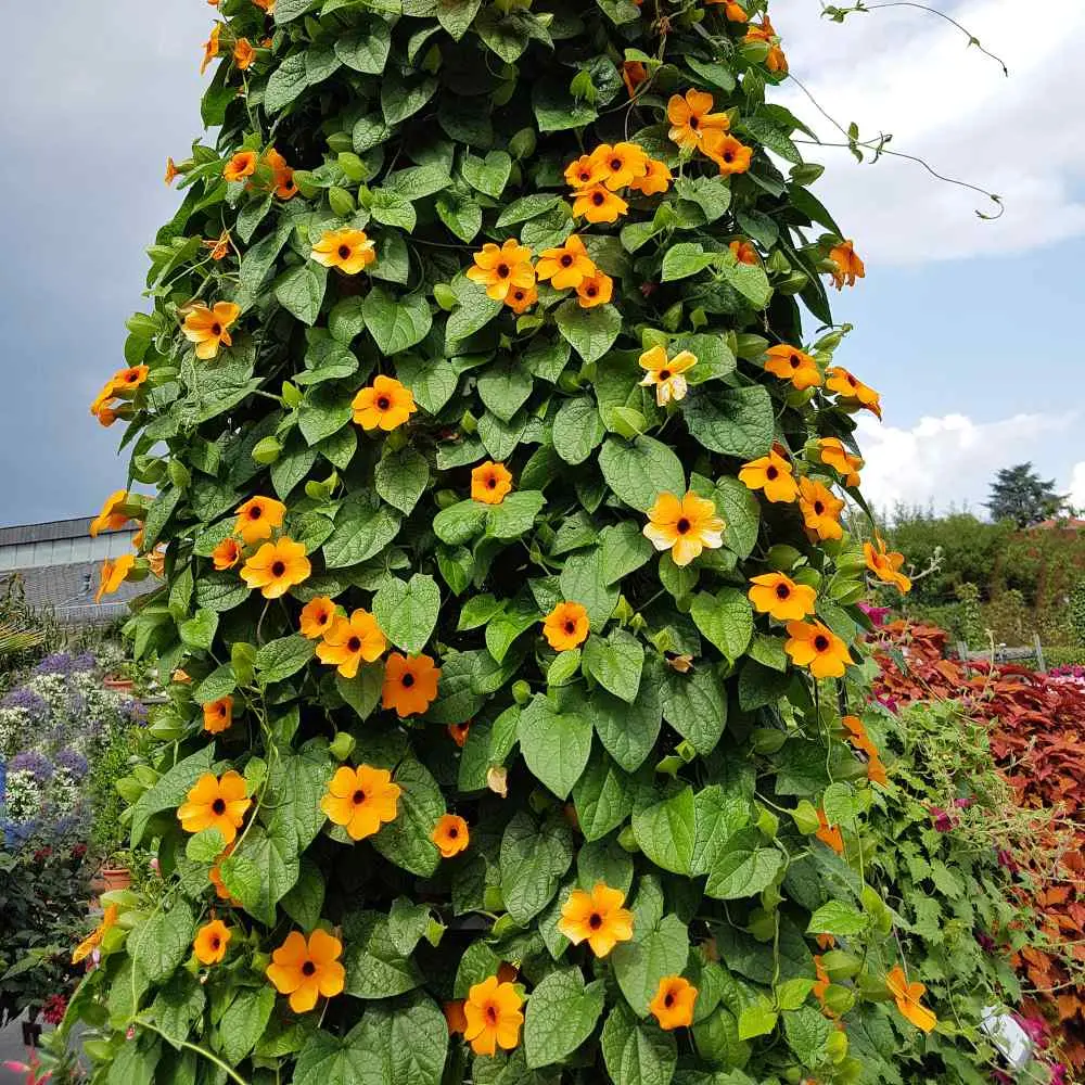 Curly annual flowers