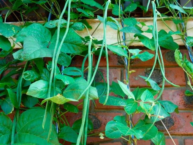 Curly asparagus beans: varieties + photo