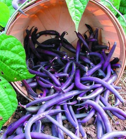 Curly asparagus beans: varieties + photo