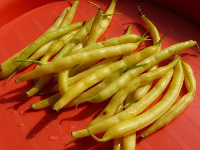 Curly asparagus beans: varieties + photo