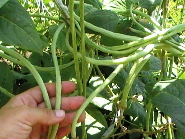 Curly asparagus beans: varieties + photo