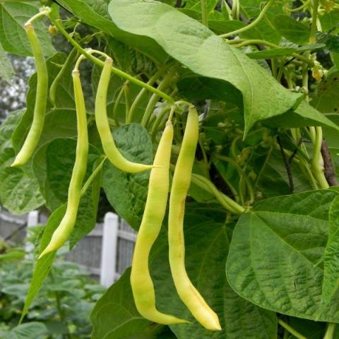 Curly asparagus beans: varieties + photo