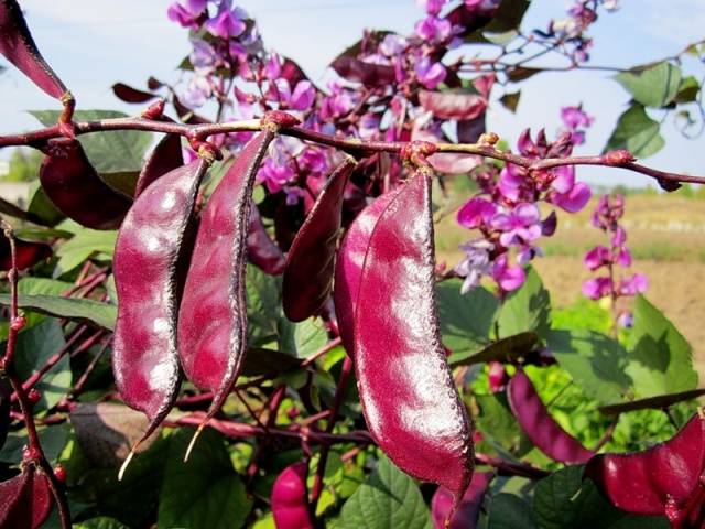 Curly asparagus beans: varieties + photo