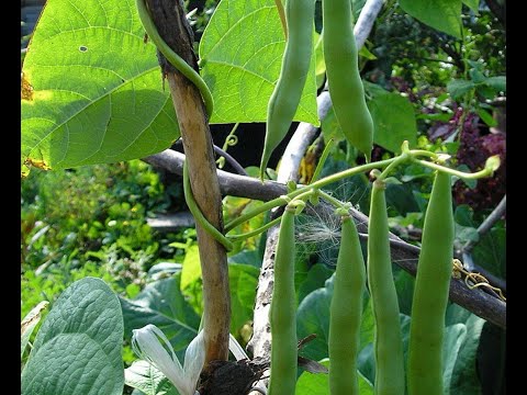 Curly asparagus beans: varieties + photo