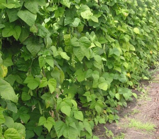 Curly asparagus beans: varieties + photo