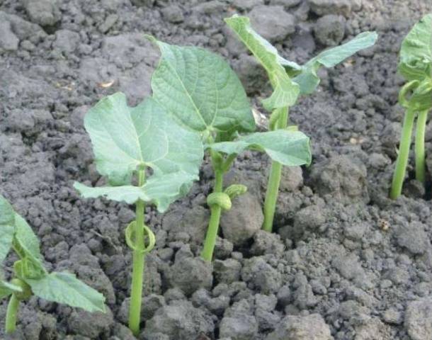 Curly asparagus beans: varieties + photo