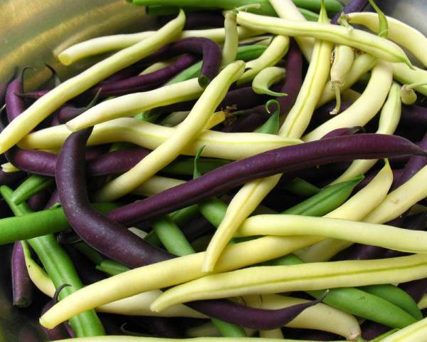 Curly asparagus beans: varieties + photo