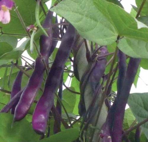 Curly asparagus beans: varieties + photo