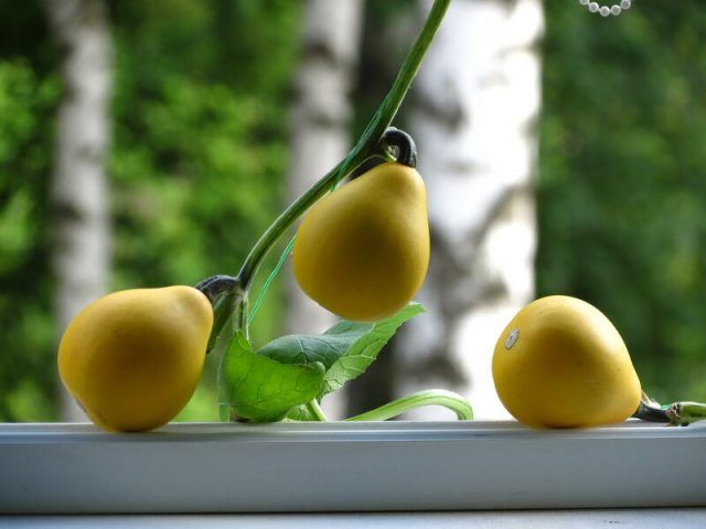 Curly decorative pumpkin: photo, cultivation