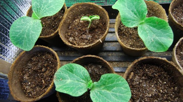 Curly decorative pumpkin: photo, cultivation