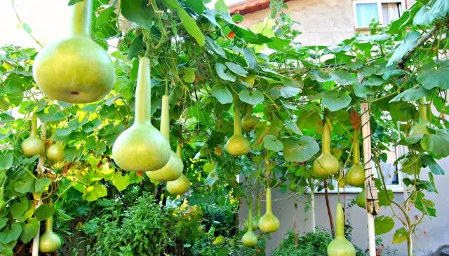 Curly decorative pumpkin: photo, cultivation